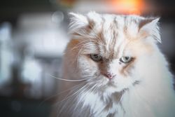 Light furry tabby cat