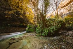 River in the middle of the forest