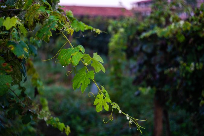The vineyard in Lopota