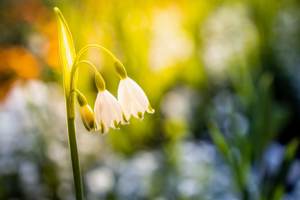 Snowdrop flower growing outside in a garden
