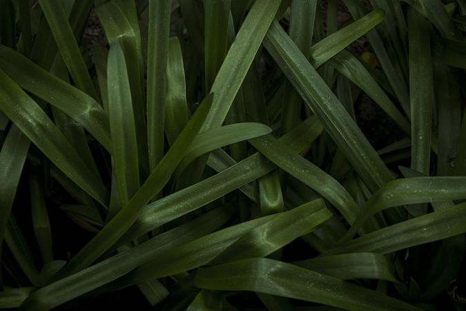 Long plant leaves. Lush green background of nature