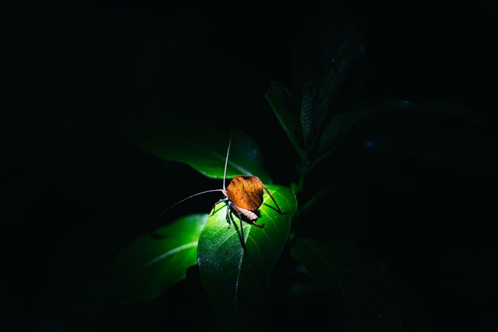 leaf bug perched on a plant in a Biological Reserve in Costa Rica