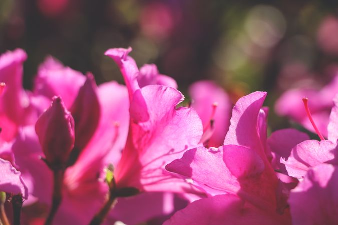 Bright pink flowers close up. Blossom pink flowers.