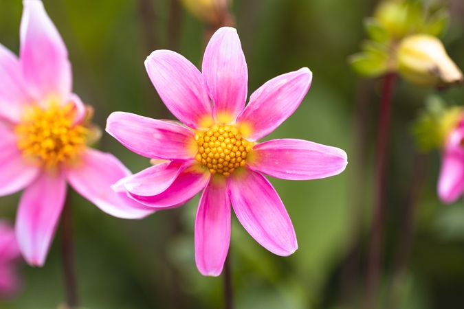 Small light pink dahlia flower with yellow pistils in the center
