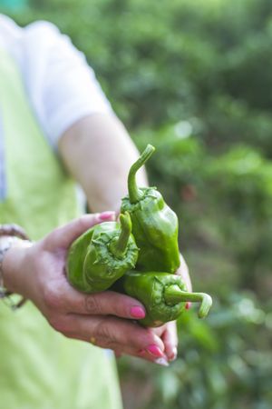 Gardener in apron showing green peppers at camera