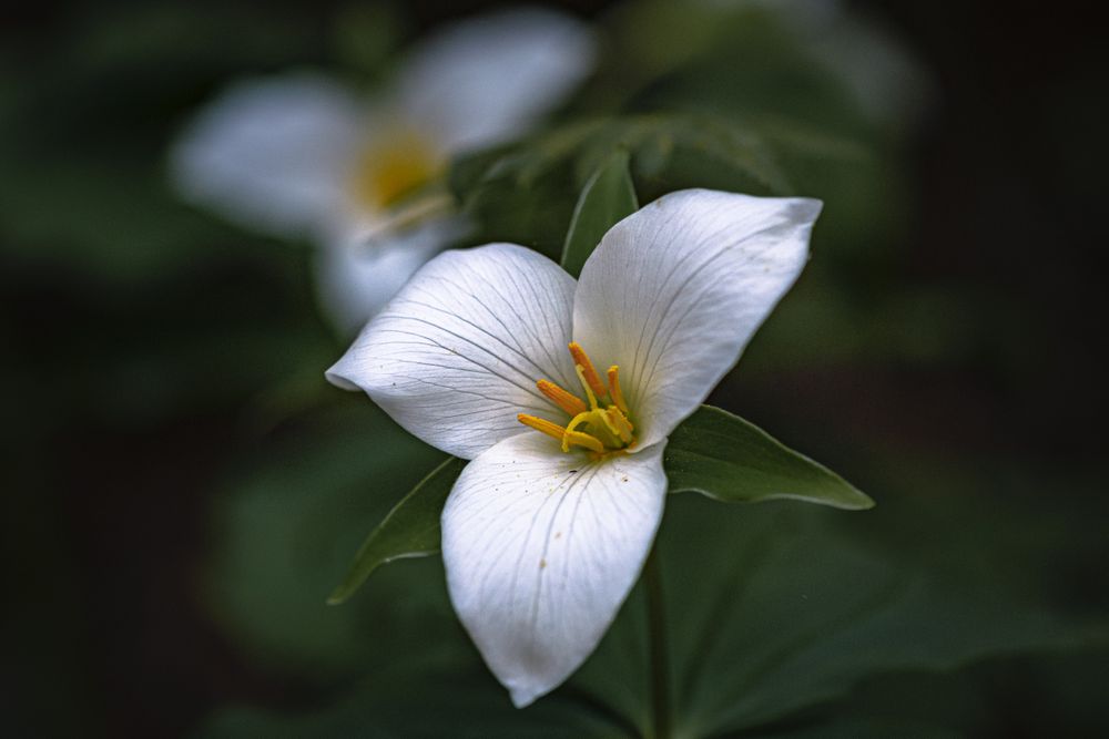 Trillium flowers surrounded by green leaves