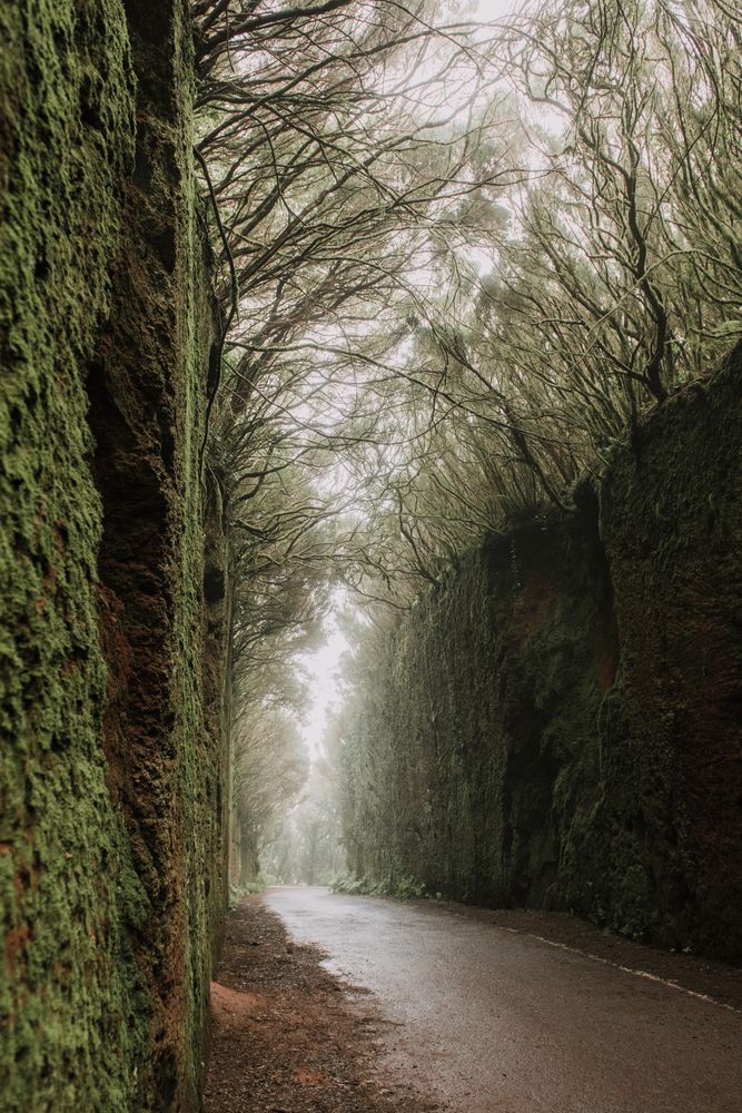 Footpath between murk alley of high walls and woods