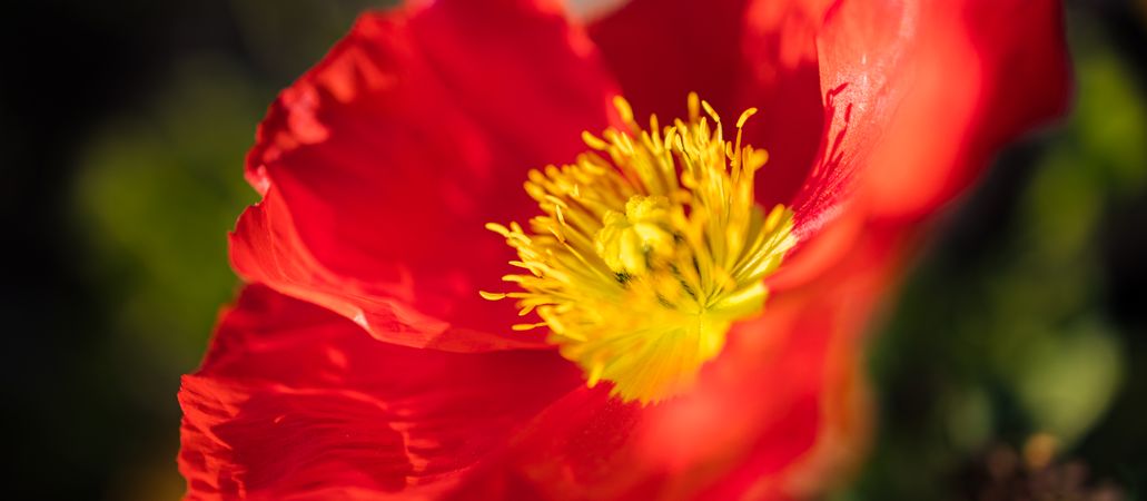 Close up of red flower