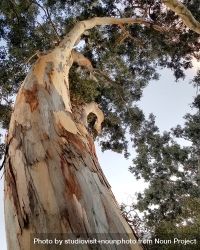 Looking up at an eucalyptus tree bDvkJ5