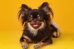 A long-haired Chihuahua lying on a yellow background, looking directly at the camera