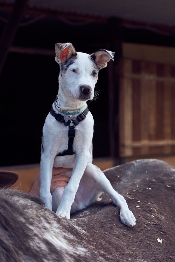 Border collie puppy on the back of a horse and looking at his master