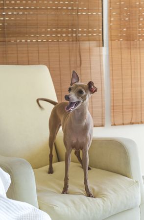 Little italian greyhound dog