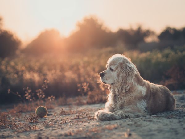 Funny dog lying on ground between plants