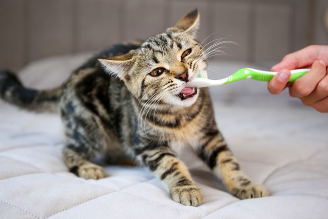 A woman brushes a cat's teeth with a toothbrush.