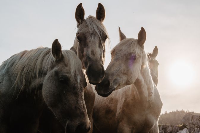 Funny horses on meadow