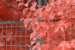 Infrared leaves near lumber fence