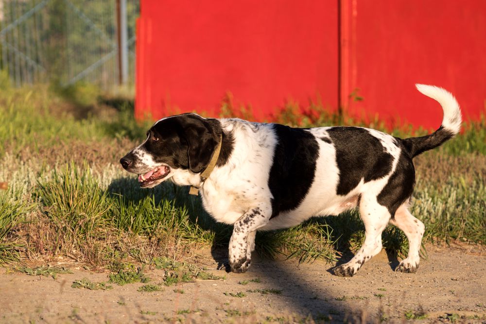Basset hound running along a fence in bright sunlight.