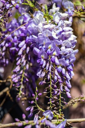 Blooming purple wisteria plant