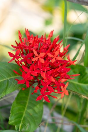 Bright red ixora flower
