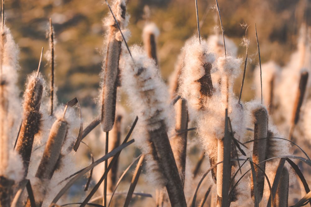 Reeds with fluffs at sunset