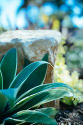 Succulent and rock