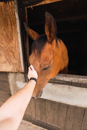 Person petting chestnut horse in wooden stable