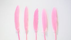 Five pink feathers on blank background