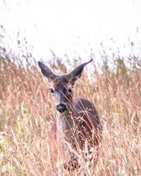 Beautiful deer in long grass field
