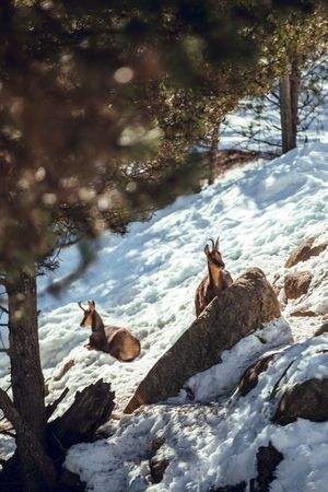 Goats pasturing on hill between snow