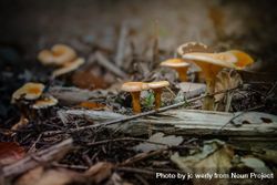 Delicate mushrooms growing wild on fall foliage 4A82E5