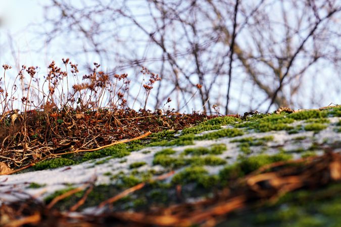 Orange flowers in forest in spring