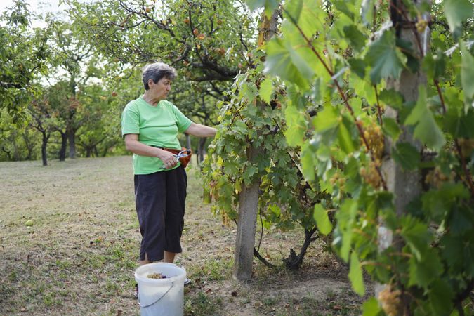 Woman in Vineyard Surrounded by Nature and Ripening Grapes.