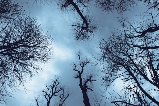 Bare trees under blue sky