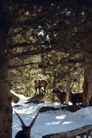 Wild goats pasturing near tree between snow
