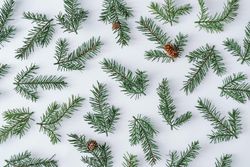 Fir branch pattern on background