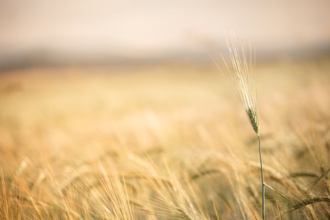 Single gentle twig in grassland
