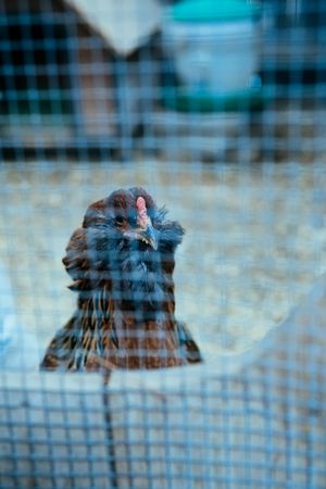 Brown chicken in a coop behind chicken wire