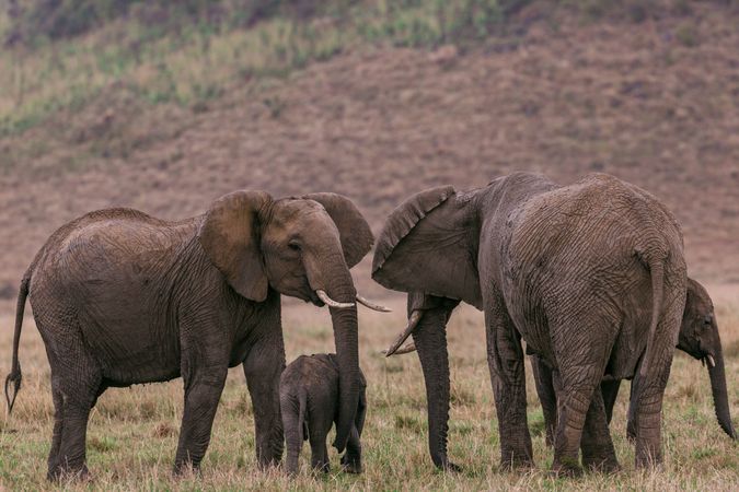 Elephants on brown field