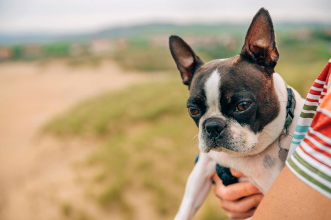Cute dog pictured in woman’s arms on beach