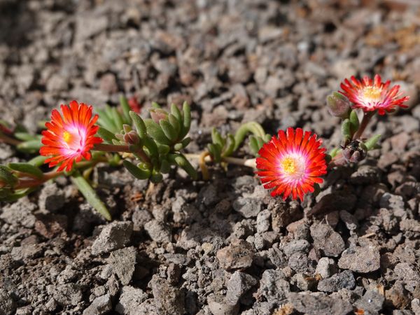 Delosperma 'Jewel of Desert Grenade'