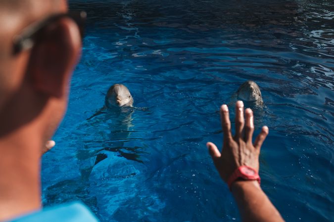 Crop unrecognizable man training dolphins