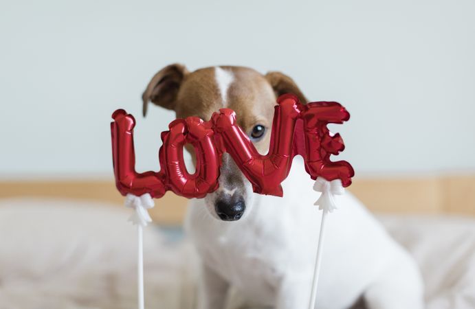 Small dog sitting behind a red balloon that spells “love” with one eye and his snout visible