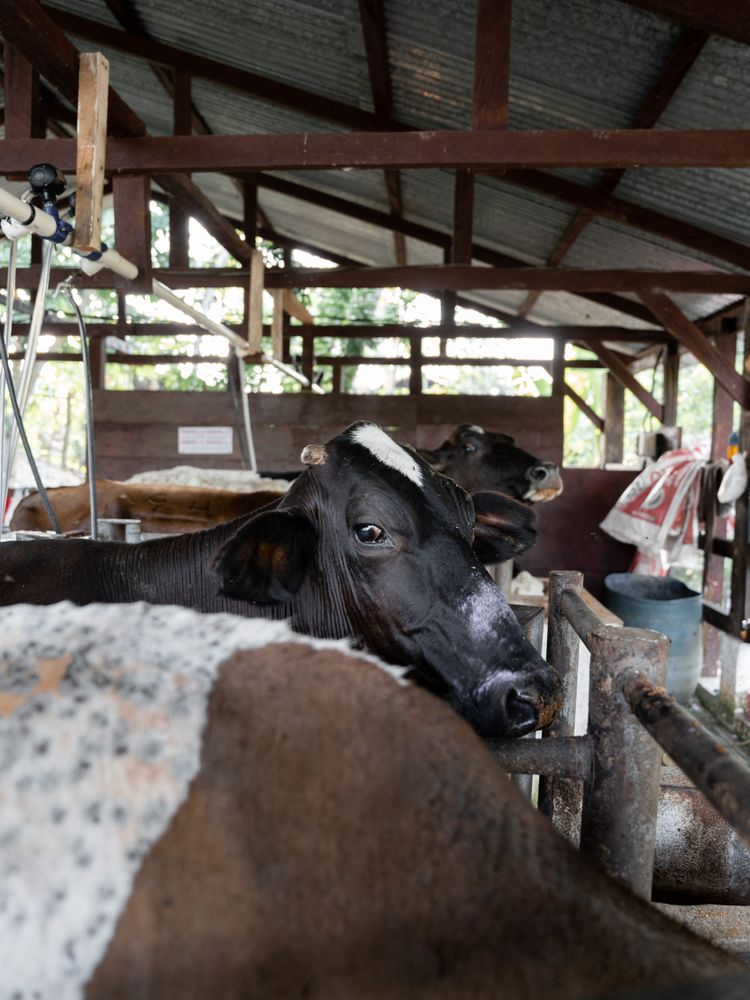 Cow Expressing Sadness in Milking Parlor on Dairy Farm