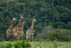 Four giraffes on green grass field
