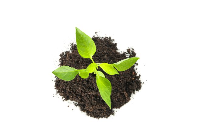 Saplings seedlings in soil isolated on blank background, top view. Environmental protection. Agriculture