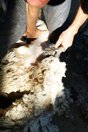 Crop man shearing sheep in barn