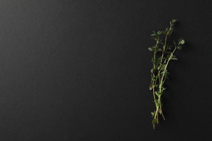 Top view of sprig of thyme