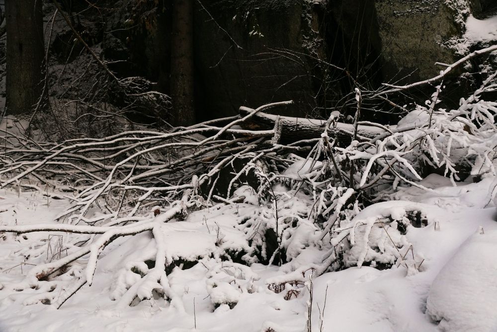 Winter forest with snowy trees