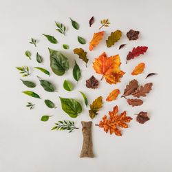 Autumn branches and leaves arranged in green and orange tree on light background