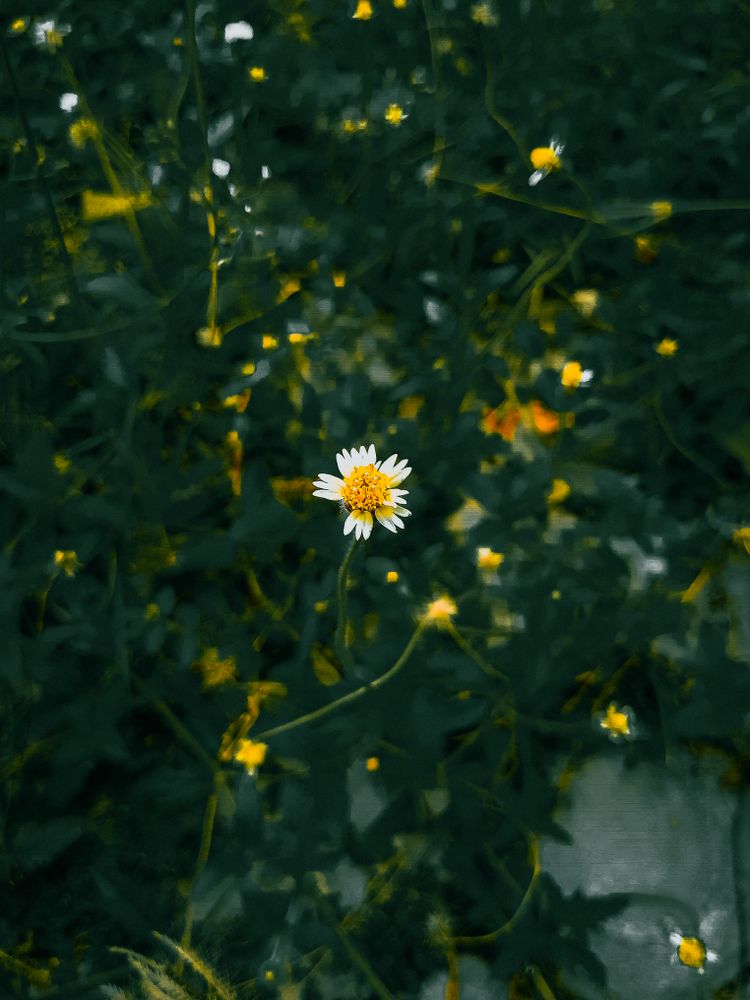 Lone Daisy in the Dark